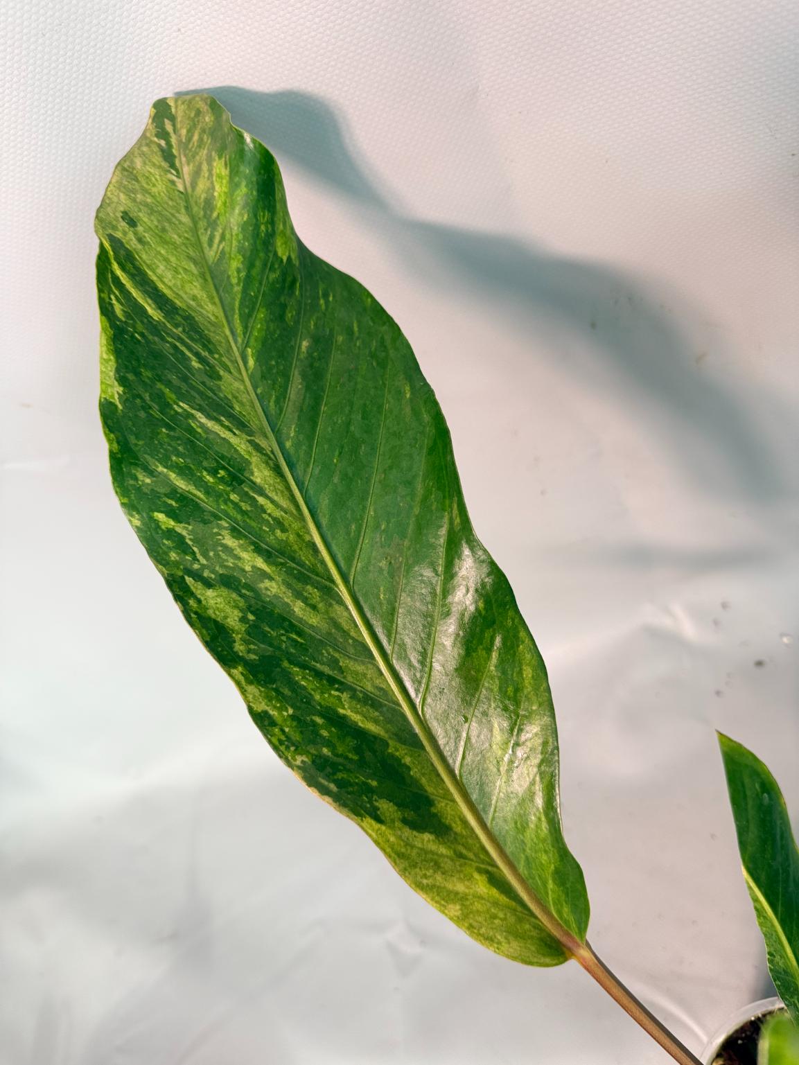 Anthurium hookeri variegato XL 08