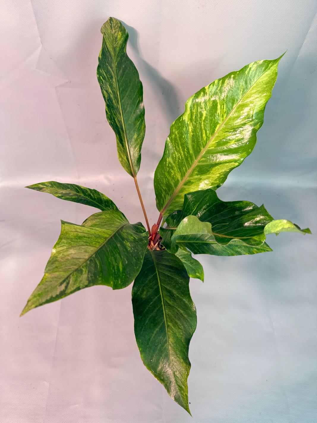 Anthurium hookeri variegato XL 09