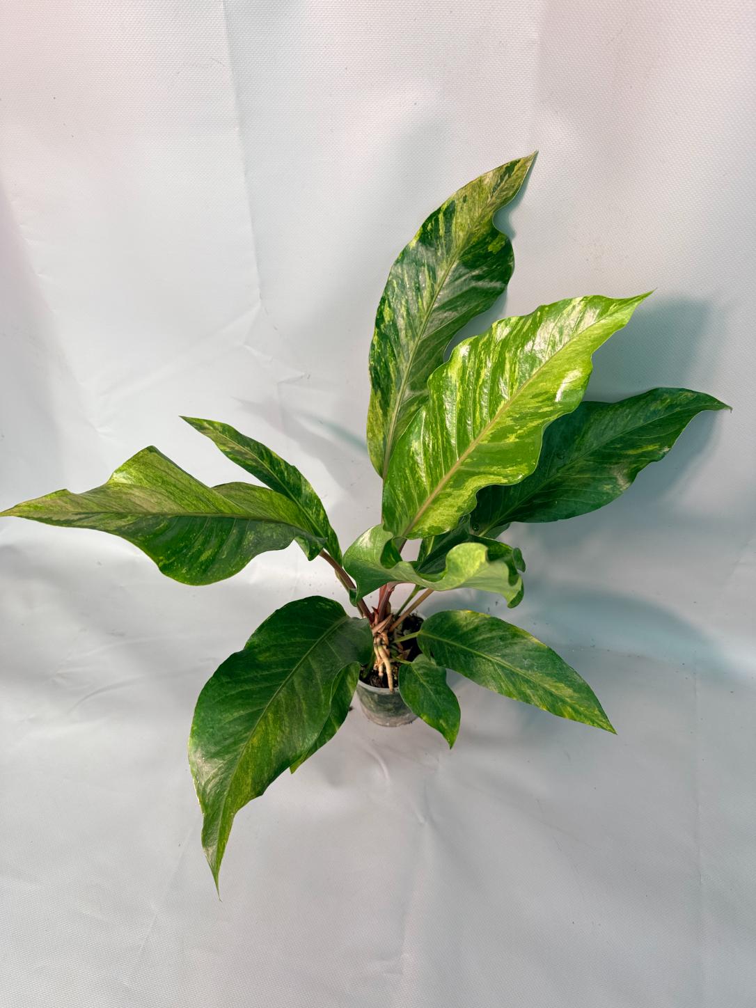 Anthurium hookeri variegato XL 01