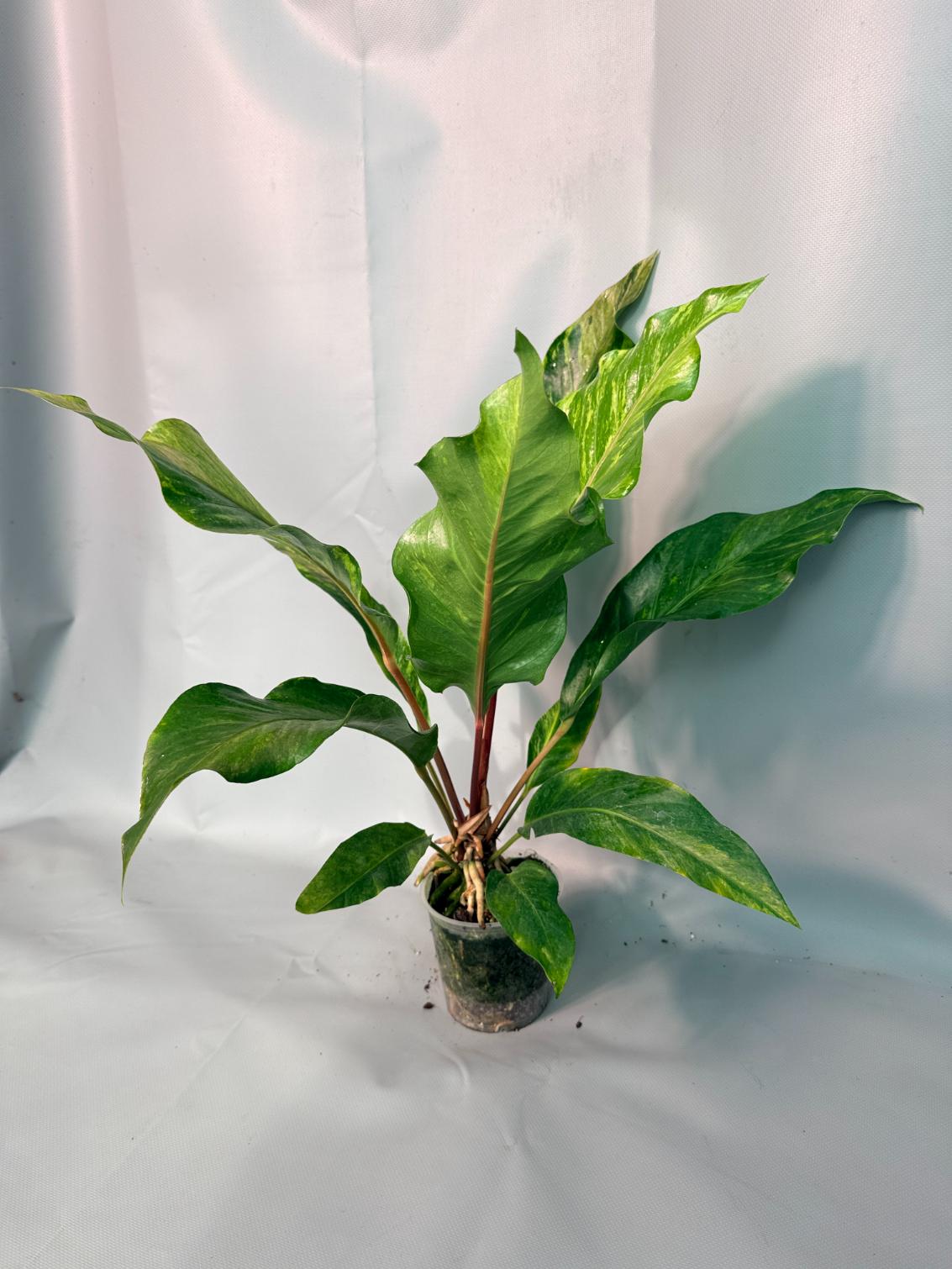 Anthurium hookeri variegato XL 02