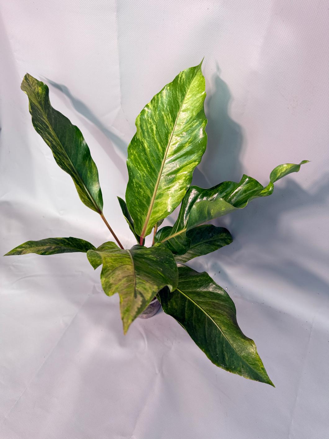 Anthurium hookeri variegato XL 03