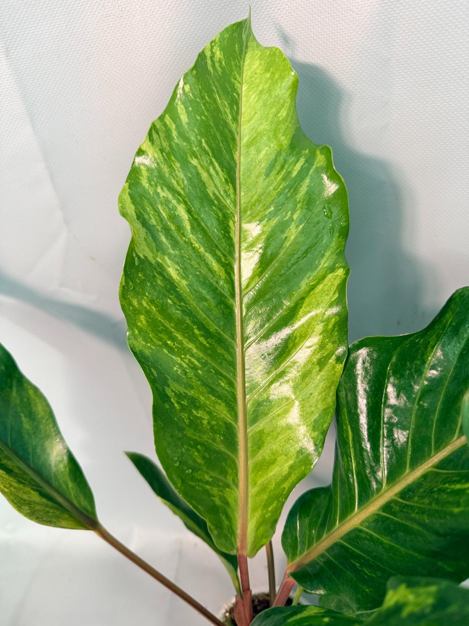 Anthurium hookeri variegato XL 04