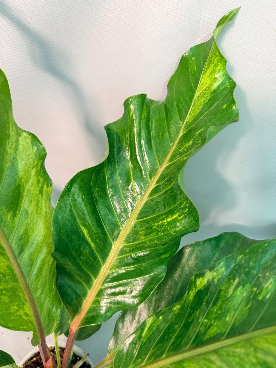 Anthurium hookeri variegato XL 05