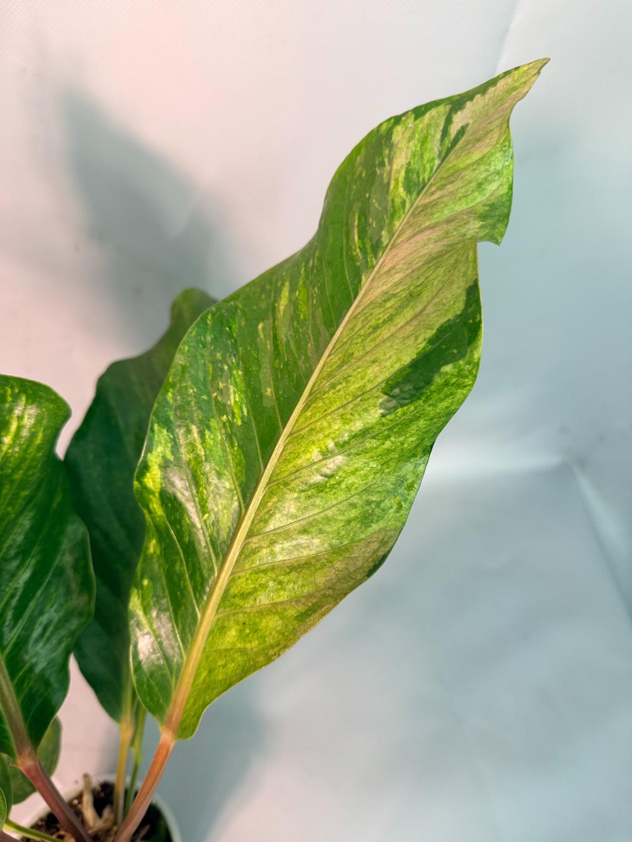 Anthurium hookeri variegato XL 06