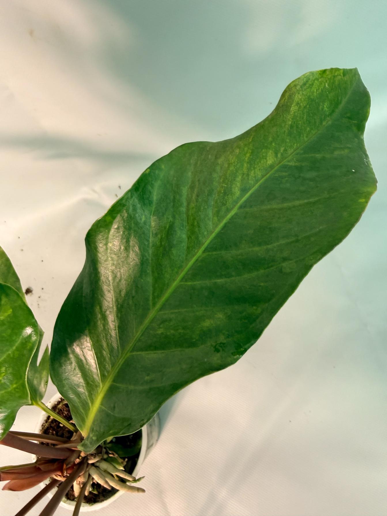 Anthurium hookeri variegato XL 07