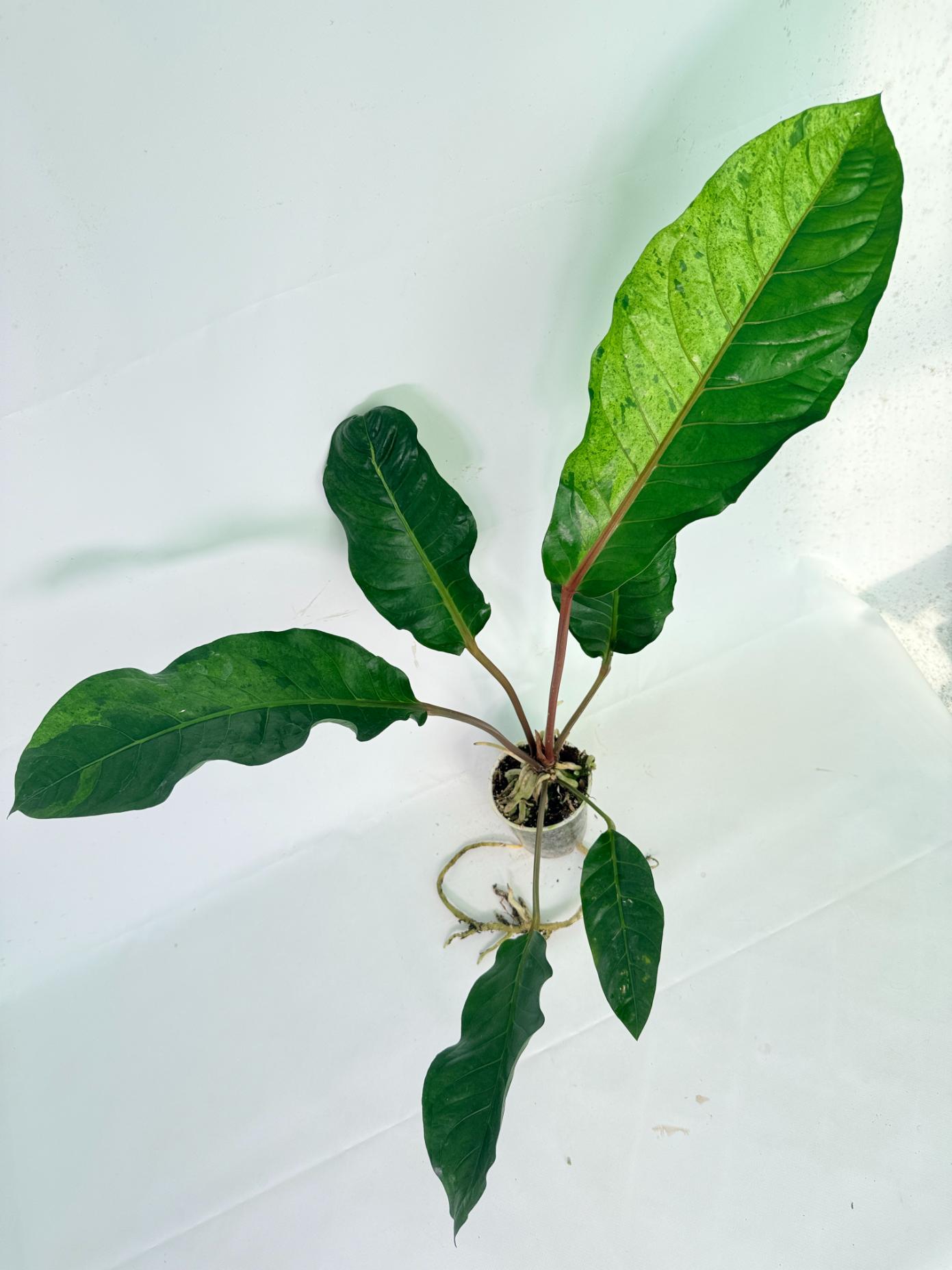 Anthurium hookeri variegato XL 08