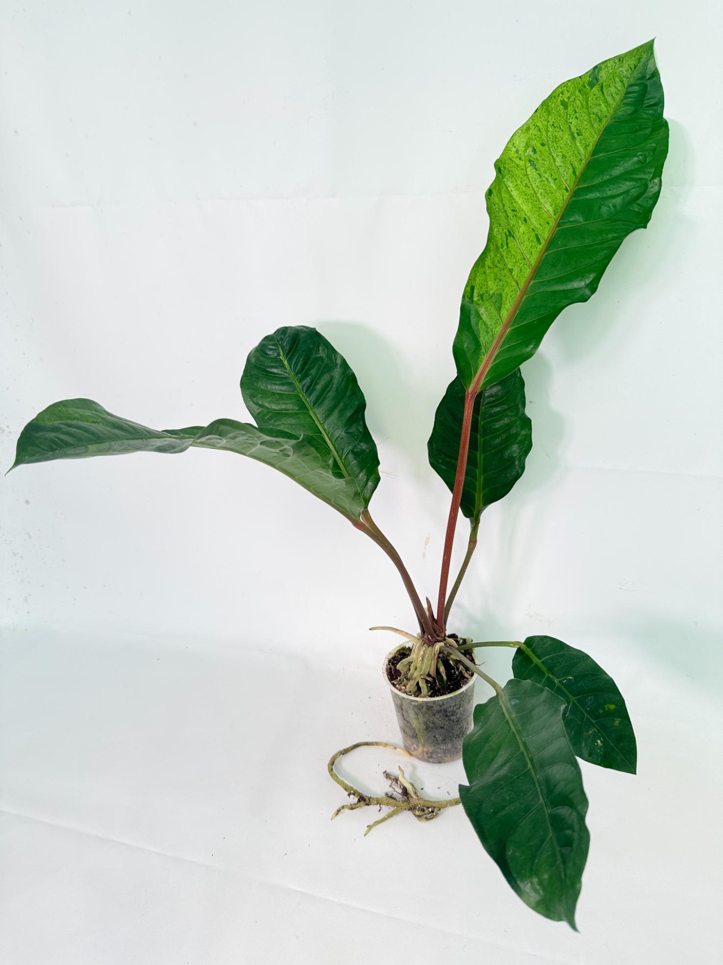 Anthurium hookeri variegato XL 09