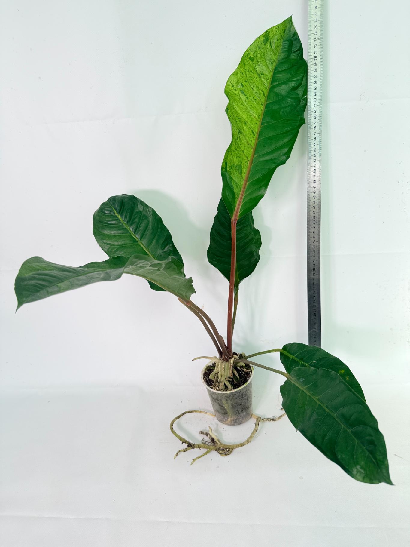 Anthurium hookeri variegato XL 01