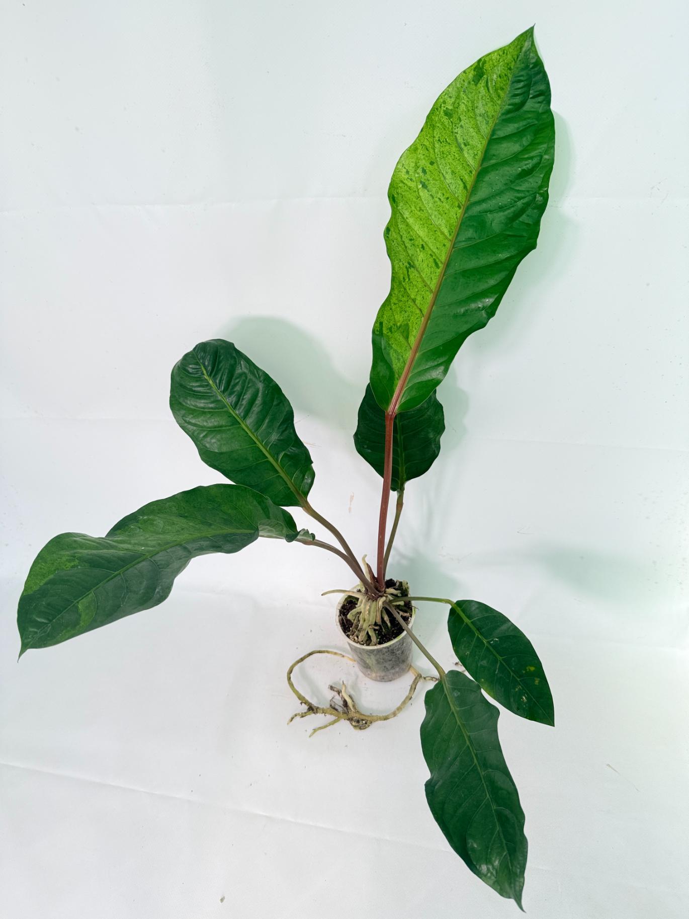 Anthurium hookeri variegato XL 02