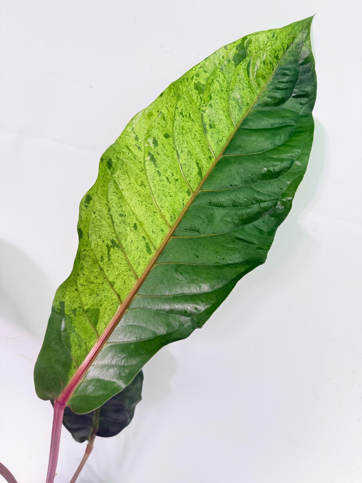 Anthurium hookeri variegato XL 03