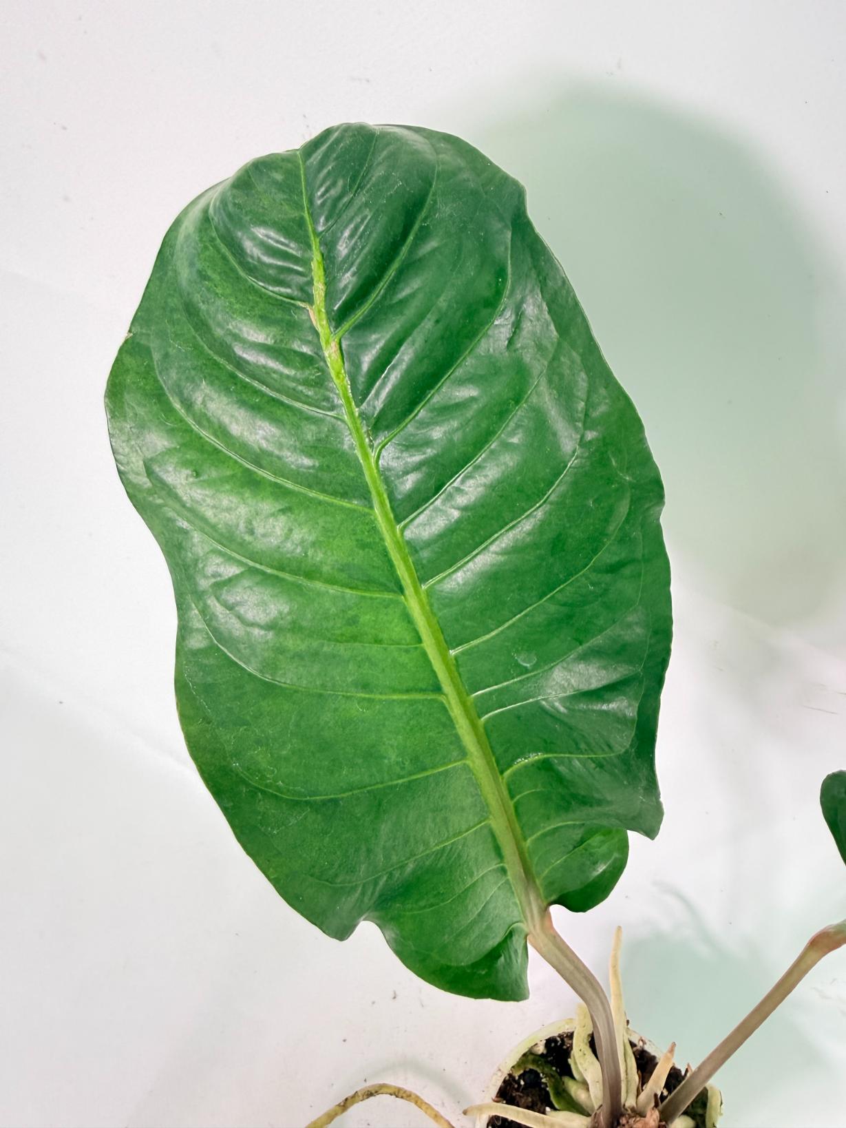 Anthurium hookeri variegato XL 04
