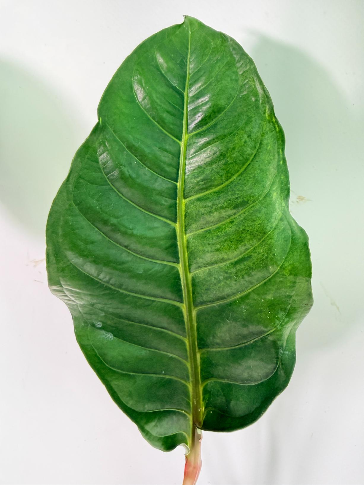Anthurium hookeri variegato XL 05
