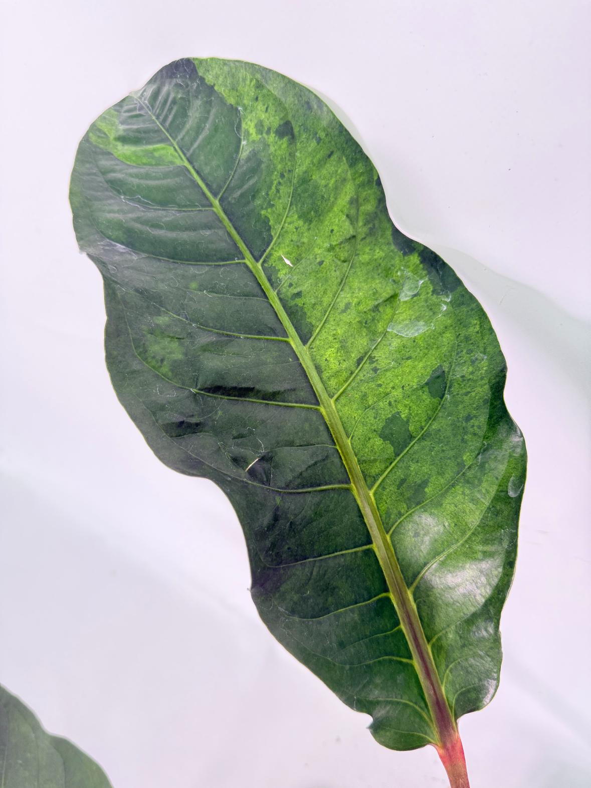Anthurium hookeri variegato XL 06
