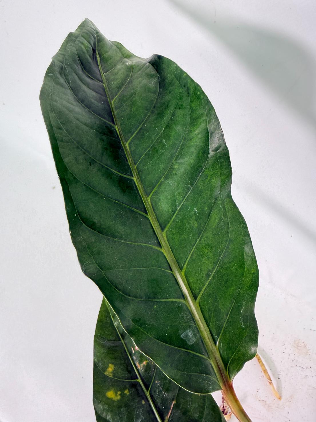 Anthurium hookeri variegato XL 07