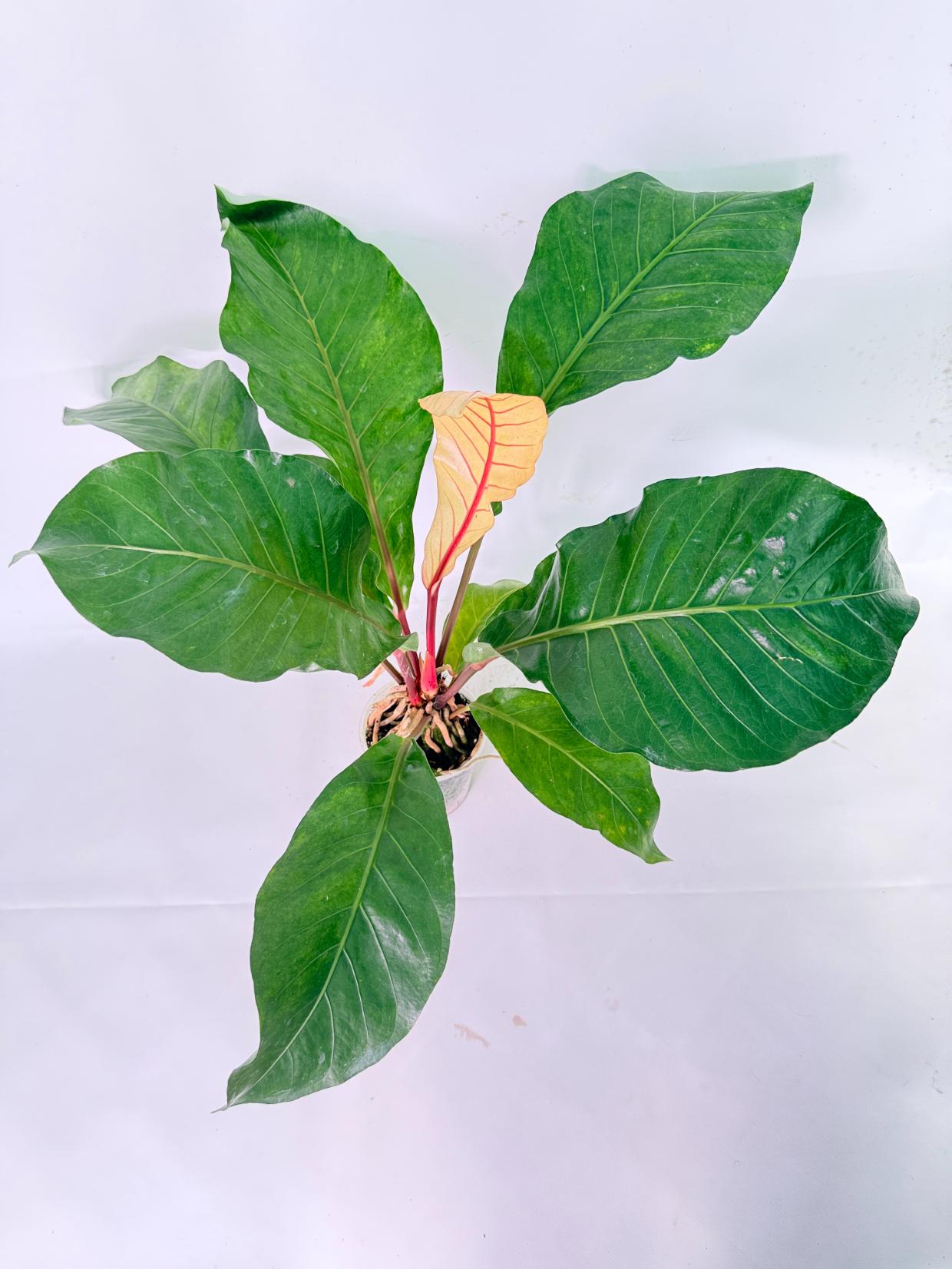 Anthurium hookeri variegato XL 01