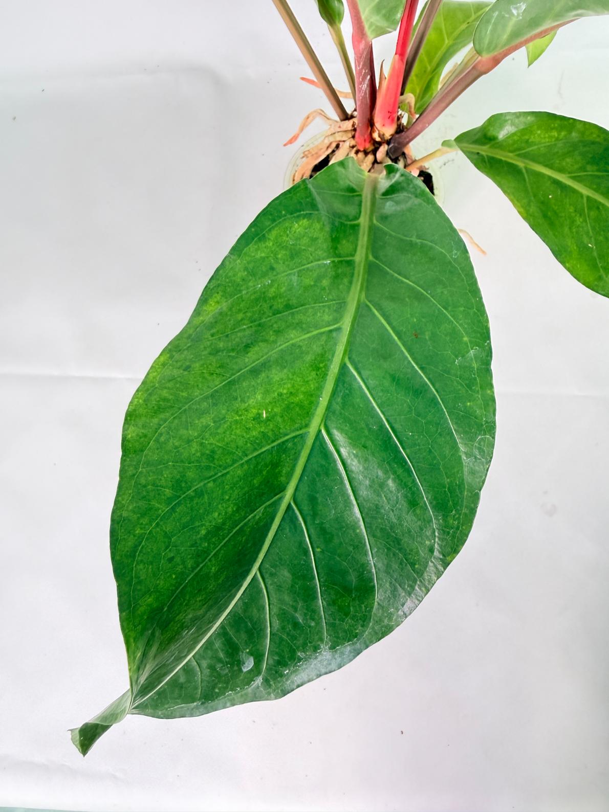 Anthurium hookeri variegato XL 10