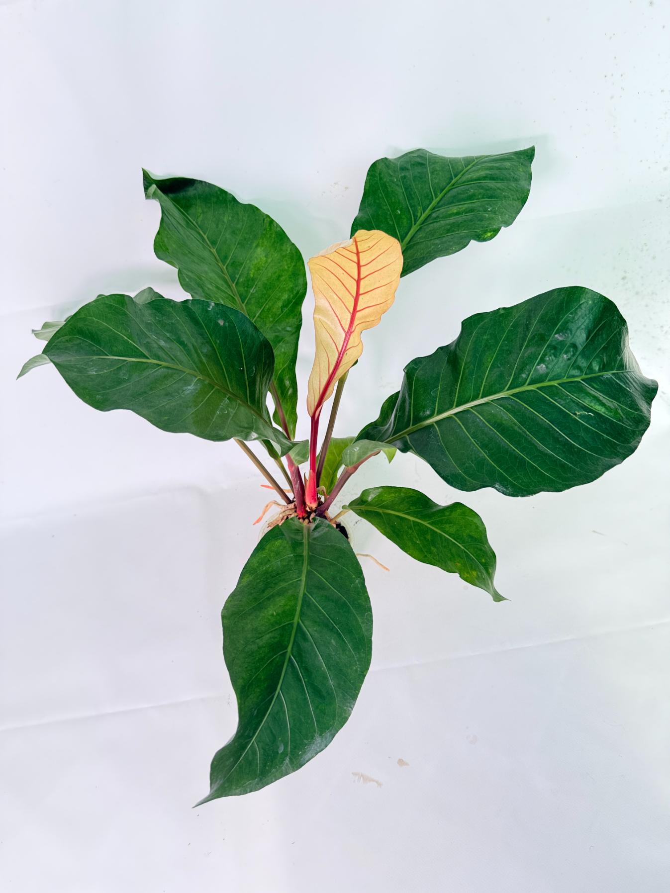 Anthurium hookeri variegato XL 11