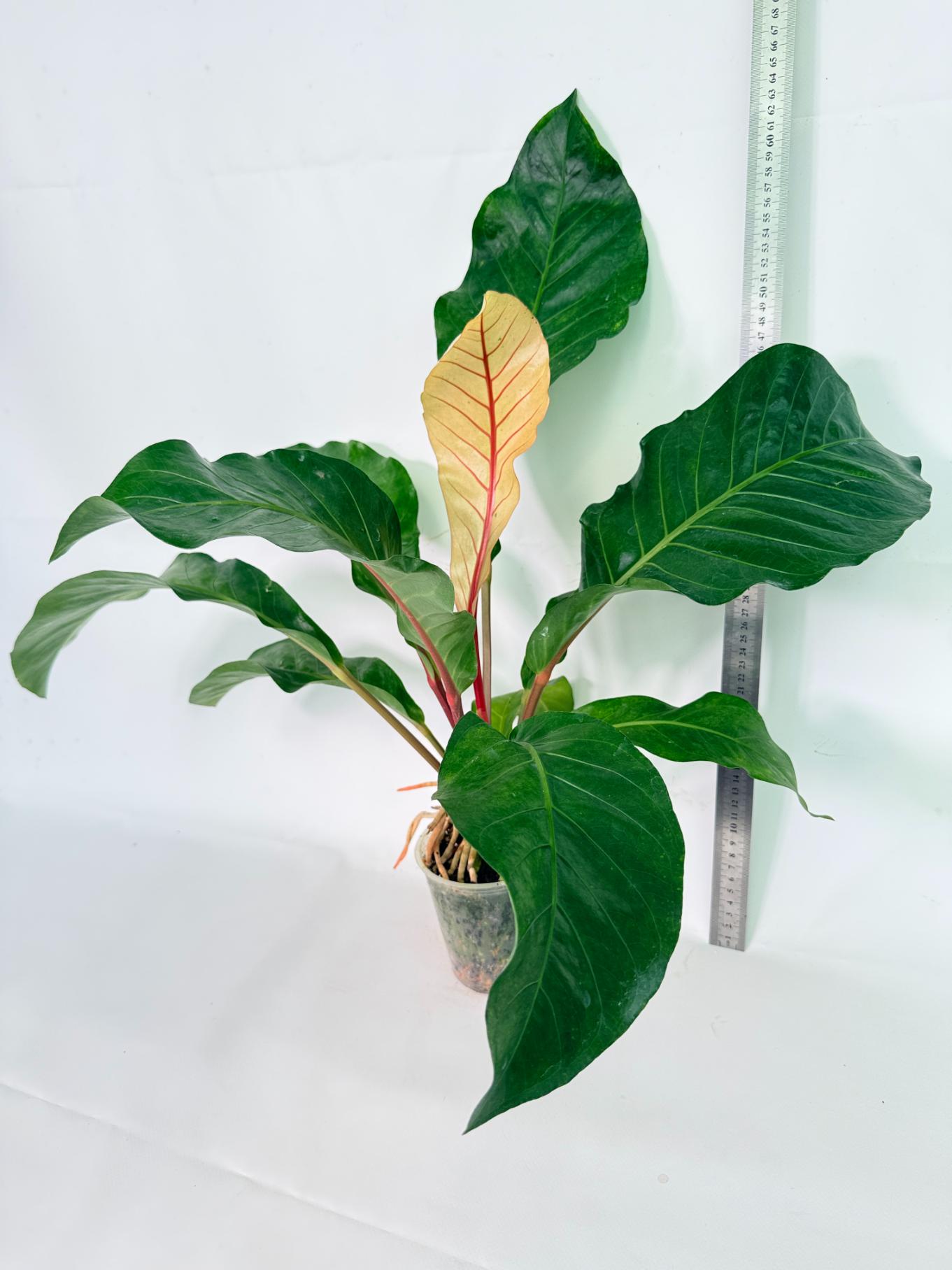 Anthurium hookeri variegato XL 02