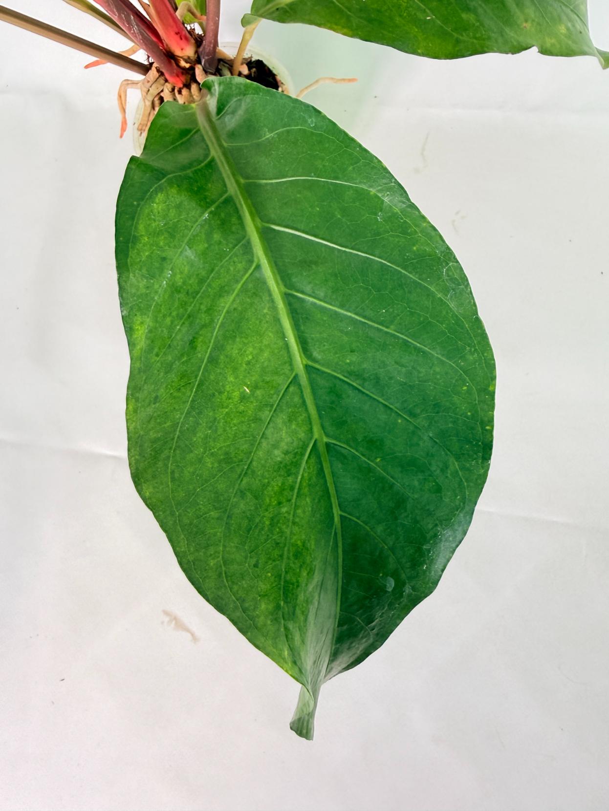 Anthurium hookeri variegato XL 03
