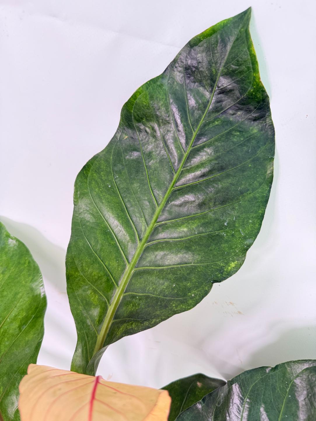 Anthurium hookeri variegato XL 04