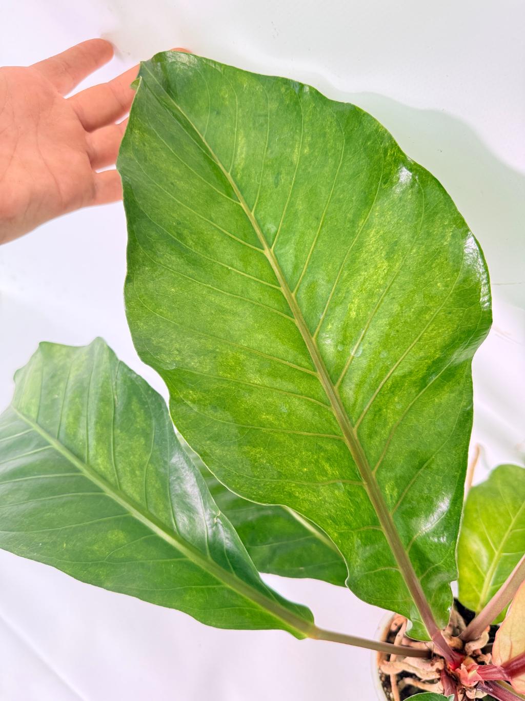 Anthurium hookeri variegato XL 05