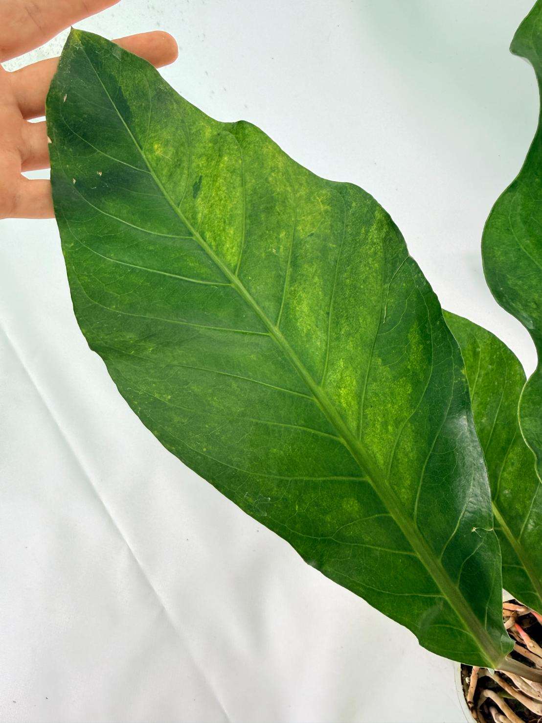 Anthurium hookeri variegato XL 06