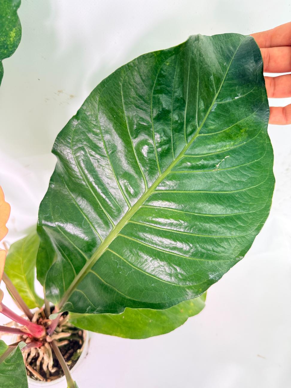 Anthurium hookeri variegato XL 07
