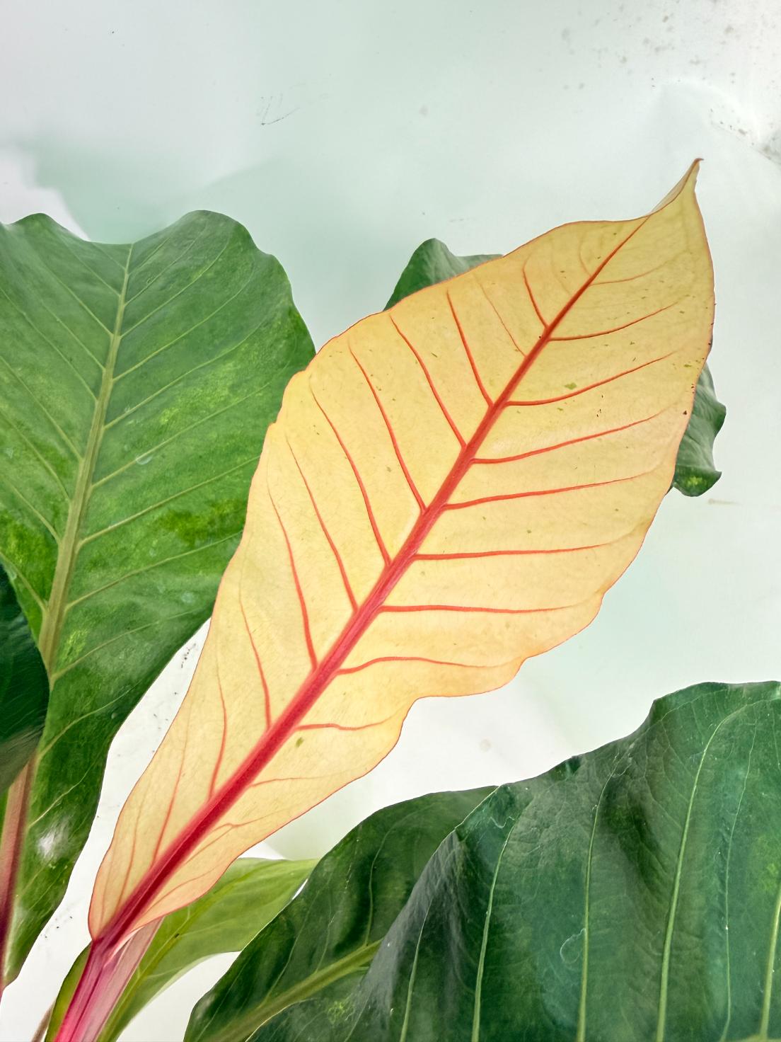 Anthurium hookeri variegato XL 08
