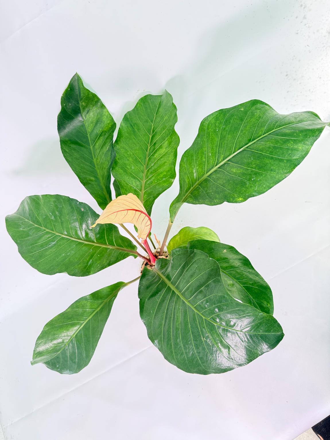 Anthurium hookeri variegato XL 09