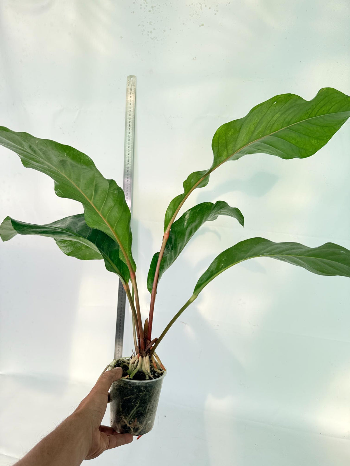 Anthurium hookeri variegato XL 5