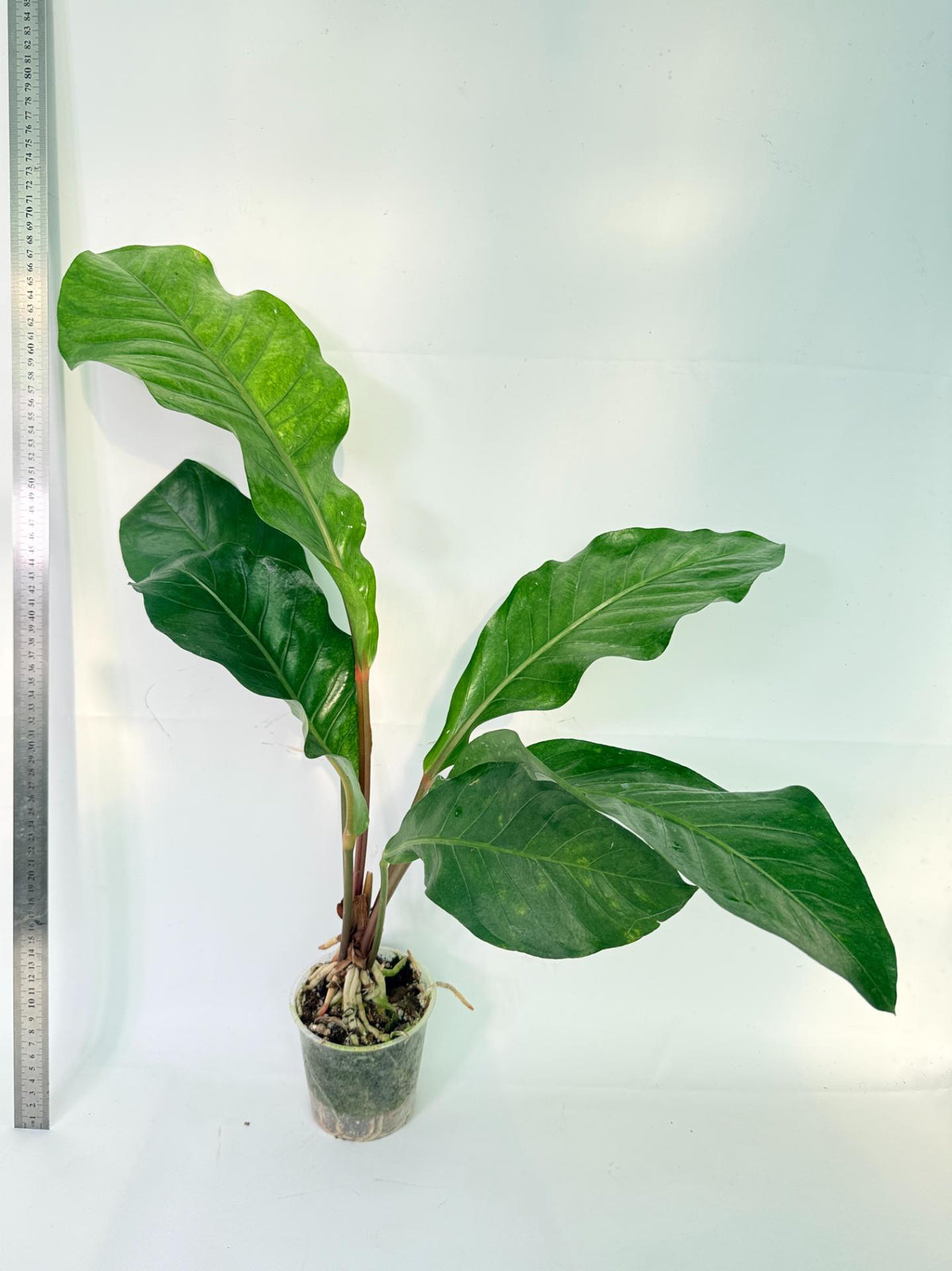Anthurium hookeri variegato XL 4