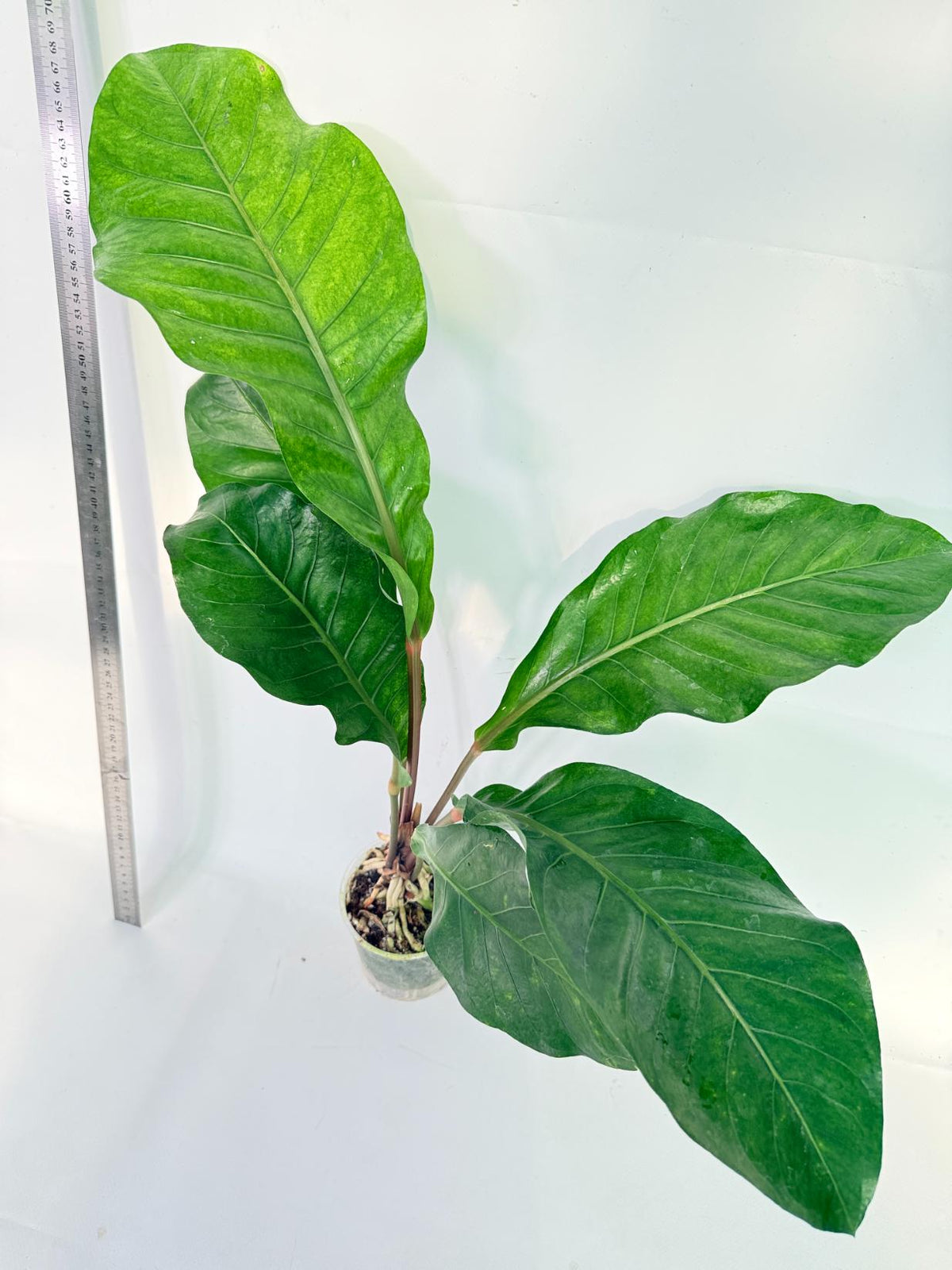 Anthurium hookeri variegato XL 1