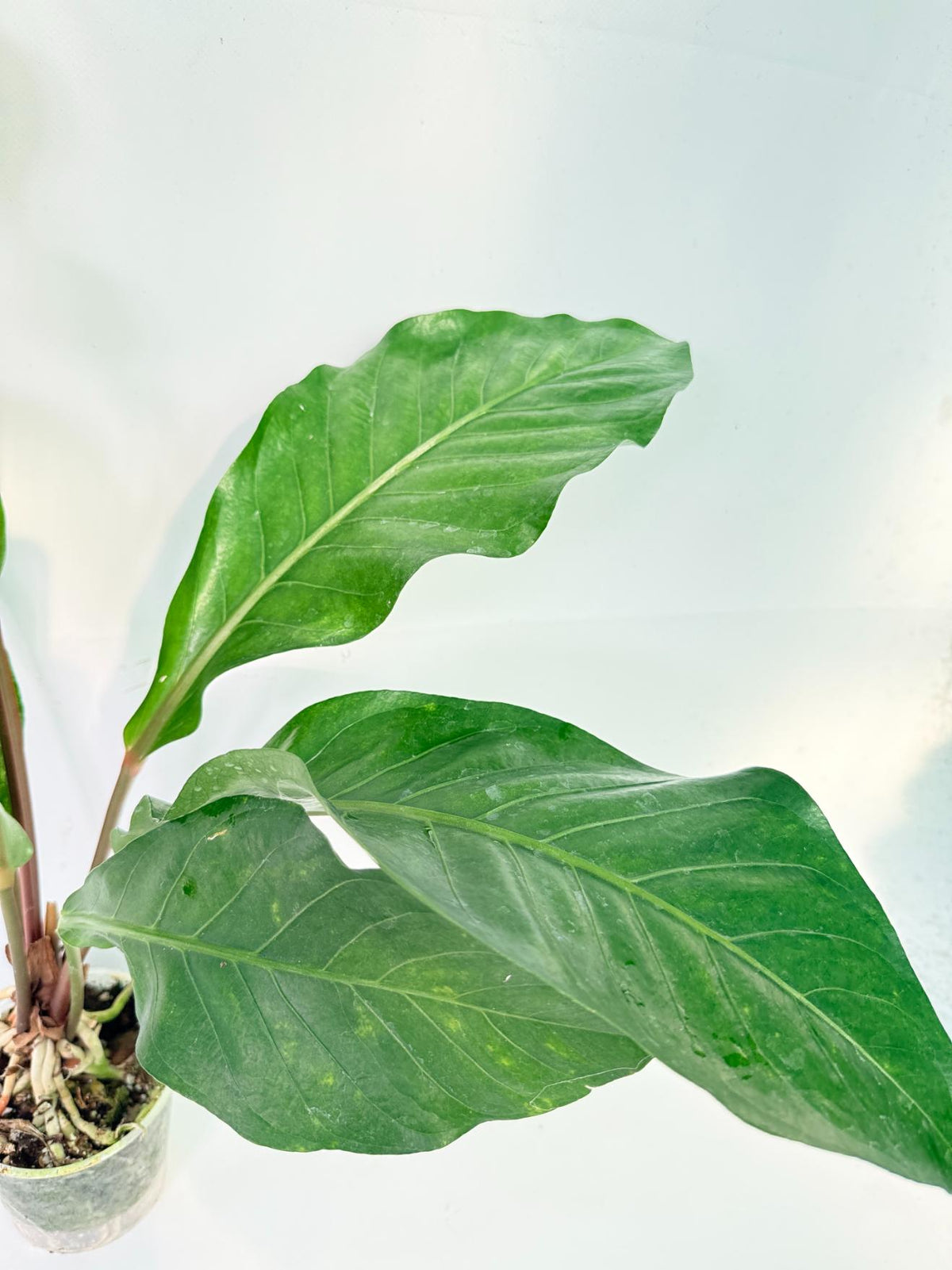 Anthurium hookeri variegato XL 6
