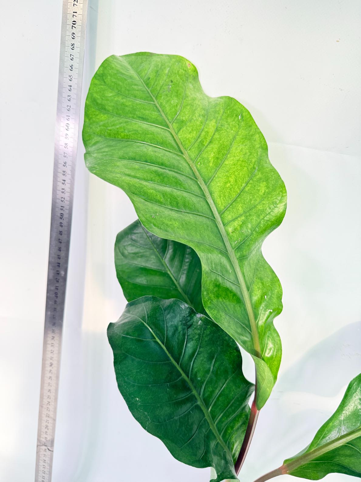 Anthurium hookeri variegato XL 2