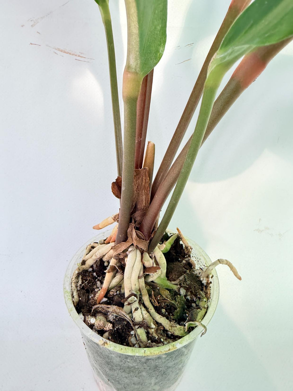 Anthurium hookeri variegato XL 8