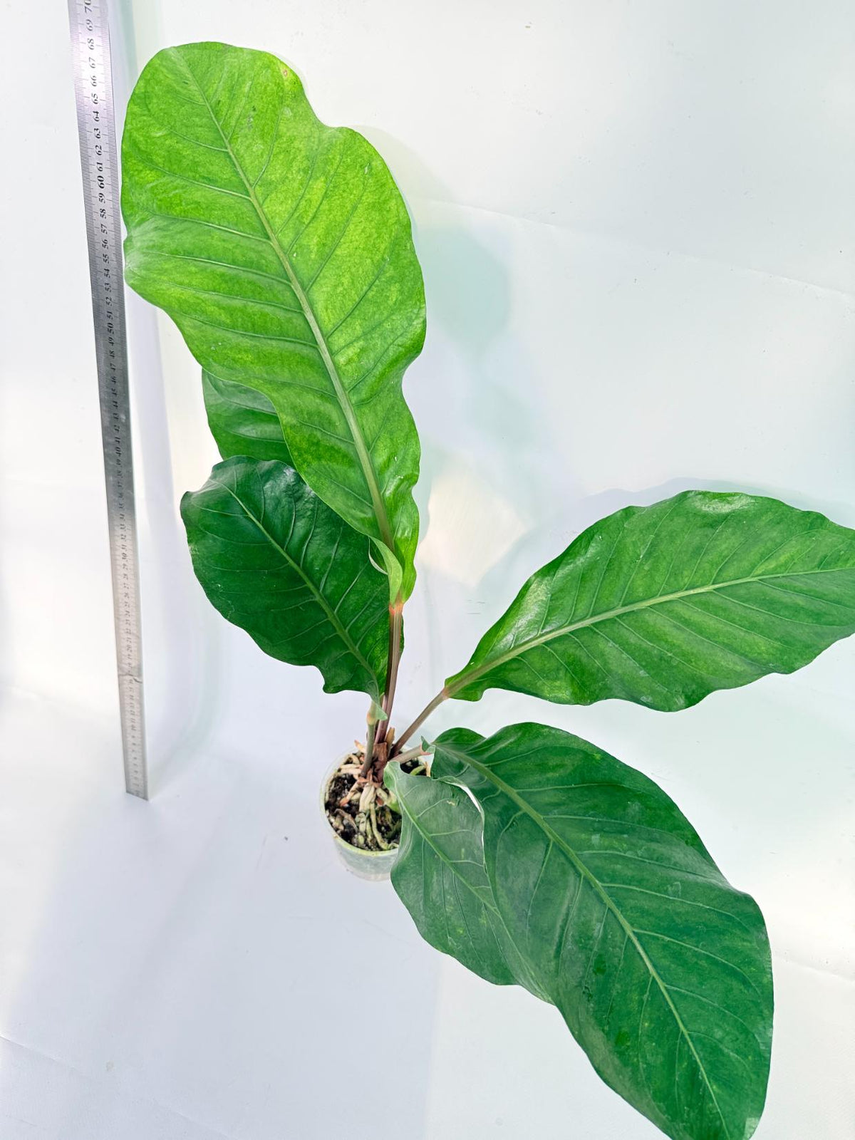 Anthurium hookeri variegato XL 7