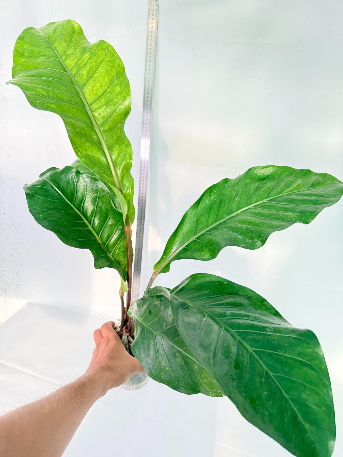 Anthurium hookeri variegato XL 3