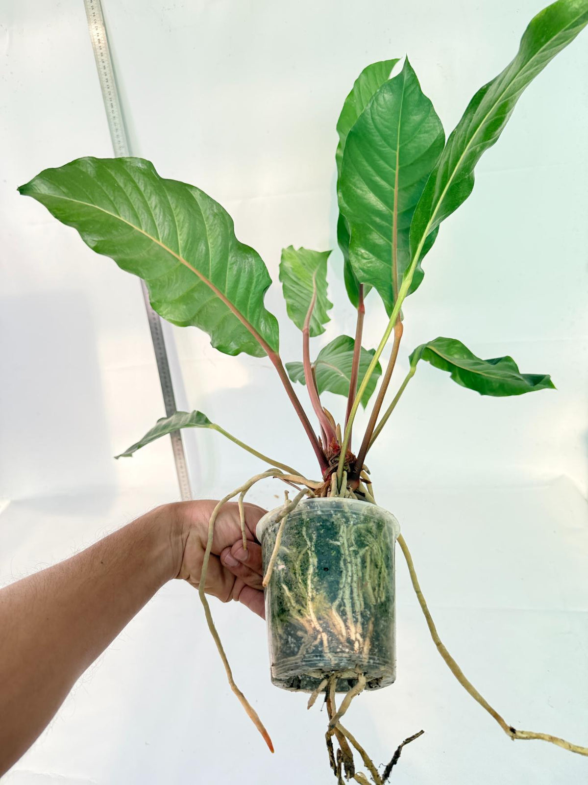 Anthurium hookeri variegato XL 11