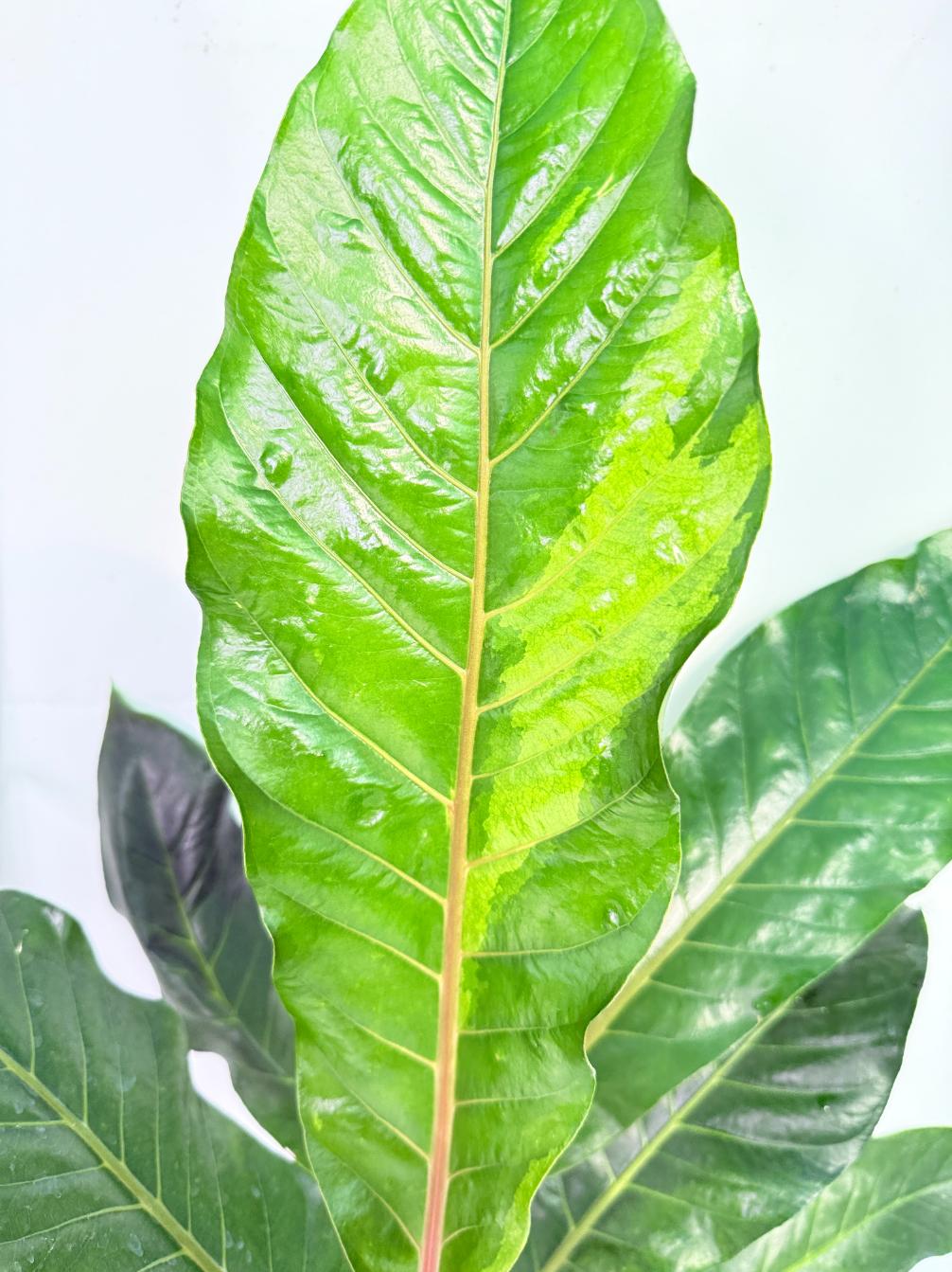 Anthurium hookeri variegato XL 1