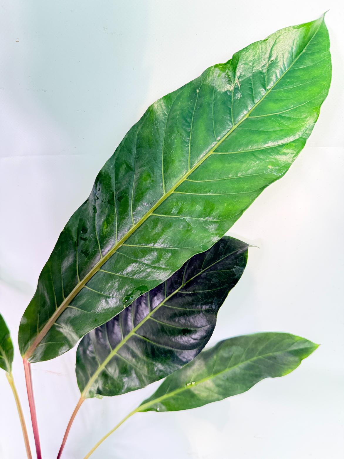 Anthurium hookeri variegato XL 4