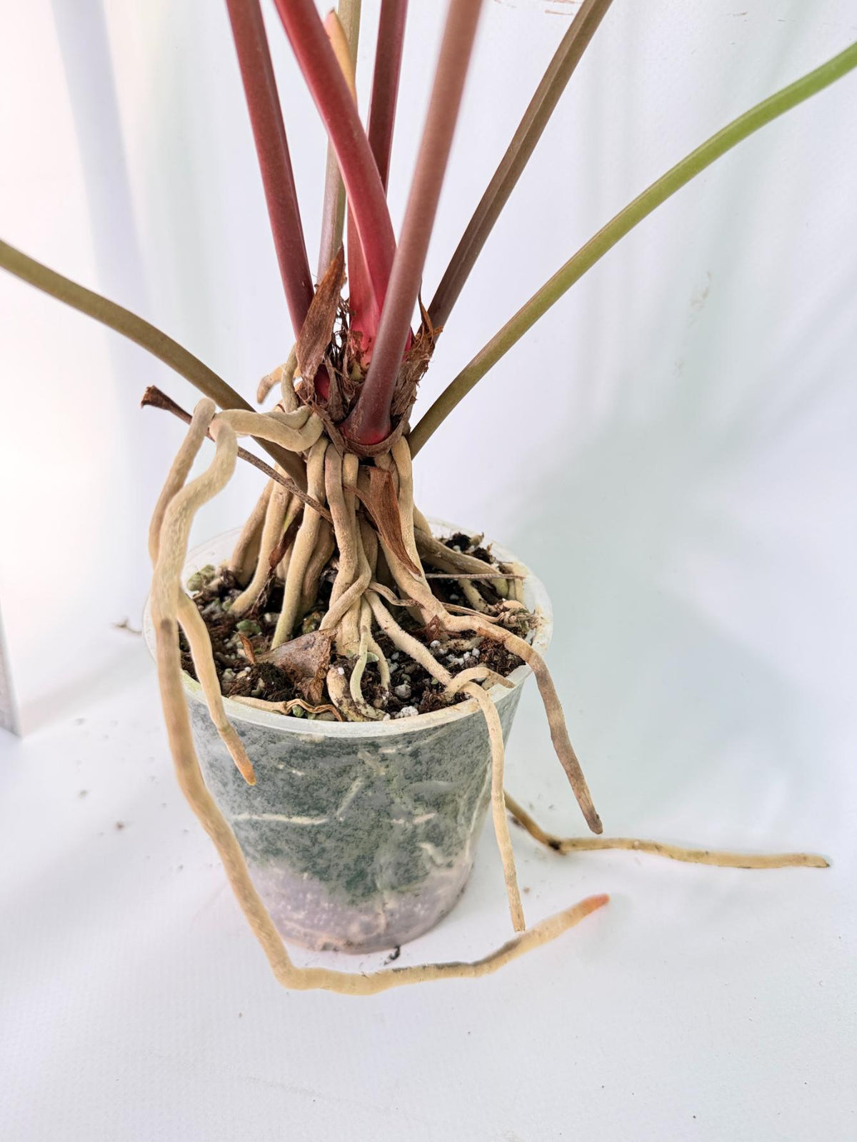 Anthurium hookeri variegato XL 12