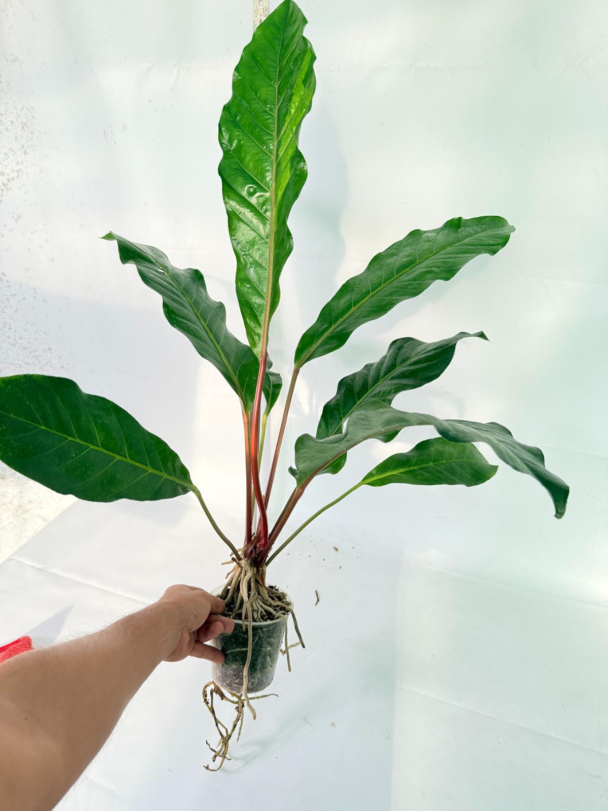 Anthurium hookeri variegato XL 10