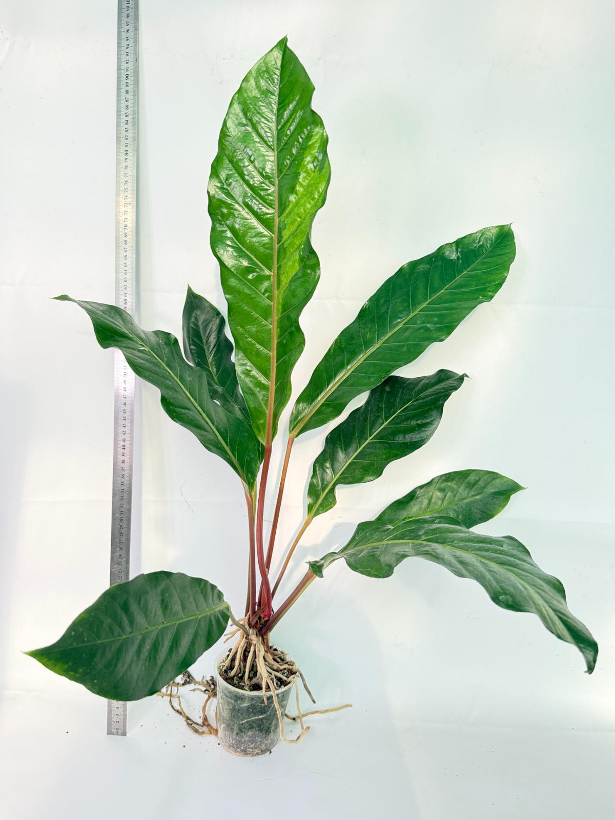 Anthurium hookeri variegato XL 5