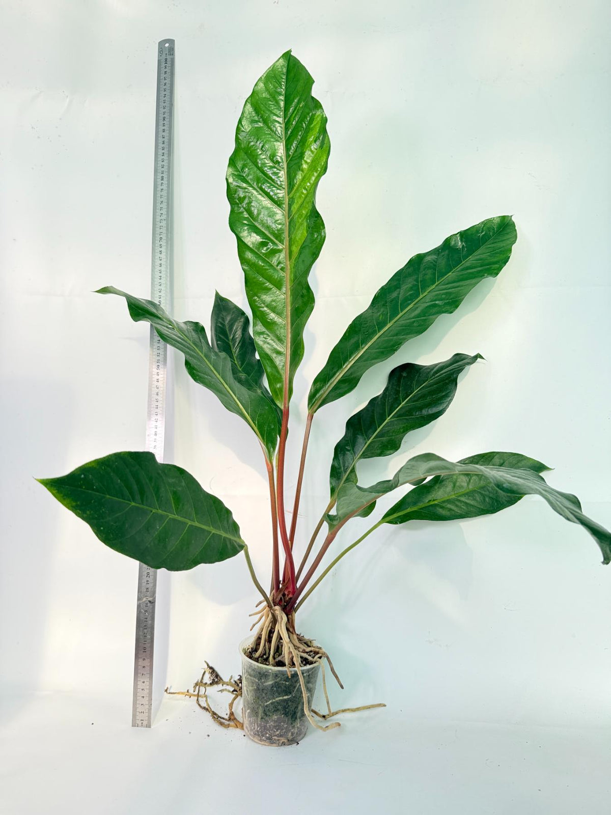 Anthurium hookeri variegato XL 6