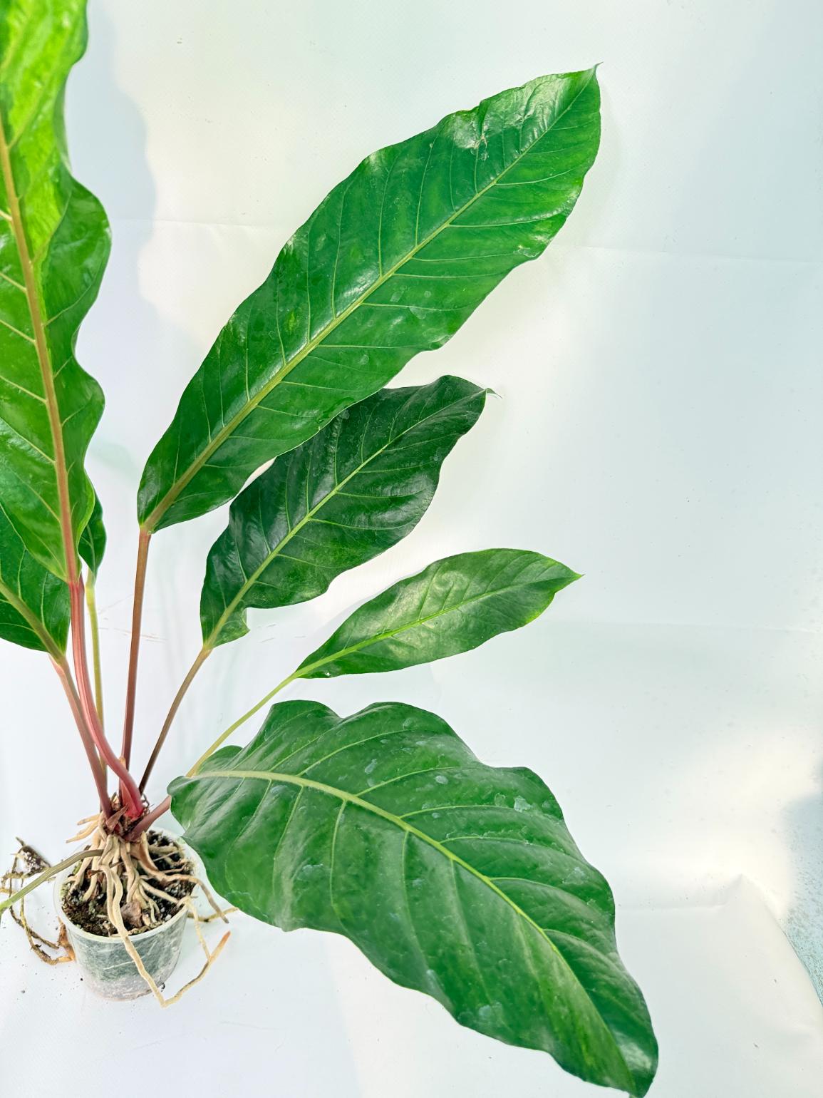 Anthurium hookeri variegato XL 3