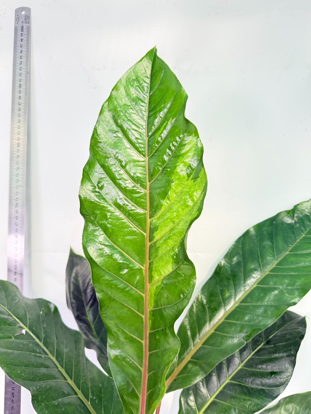Anthurium hookeri variegato XL 7