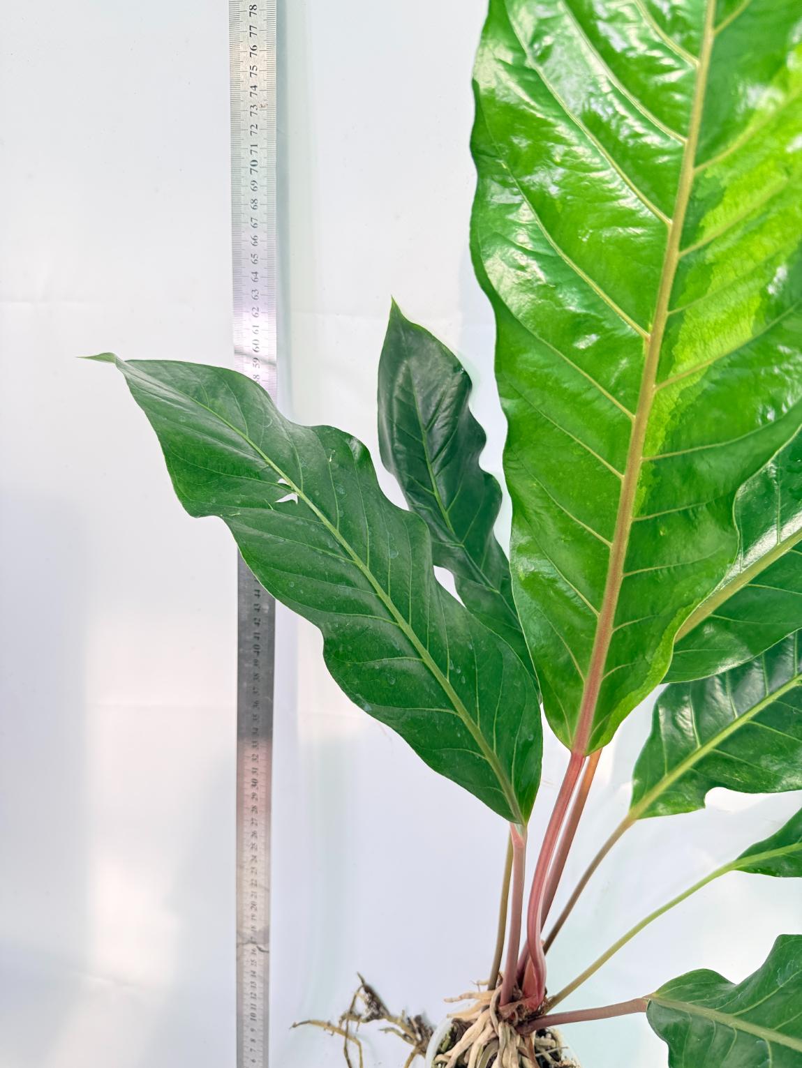 Anthurium hookeri variegato XL 9