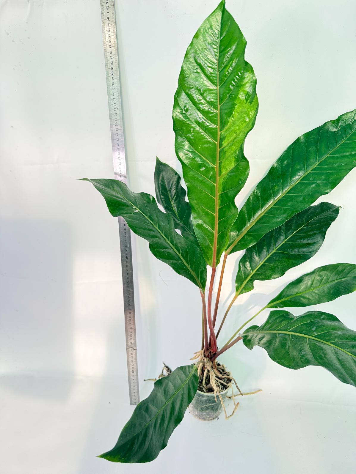 Anthurium hookeri variegato XL 8