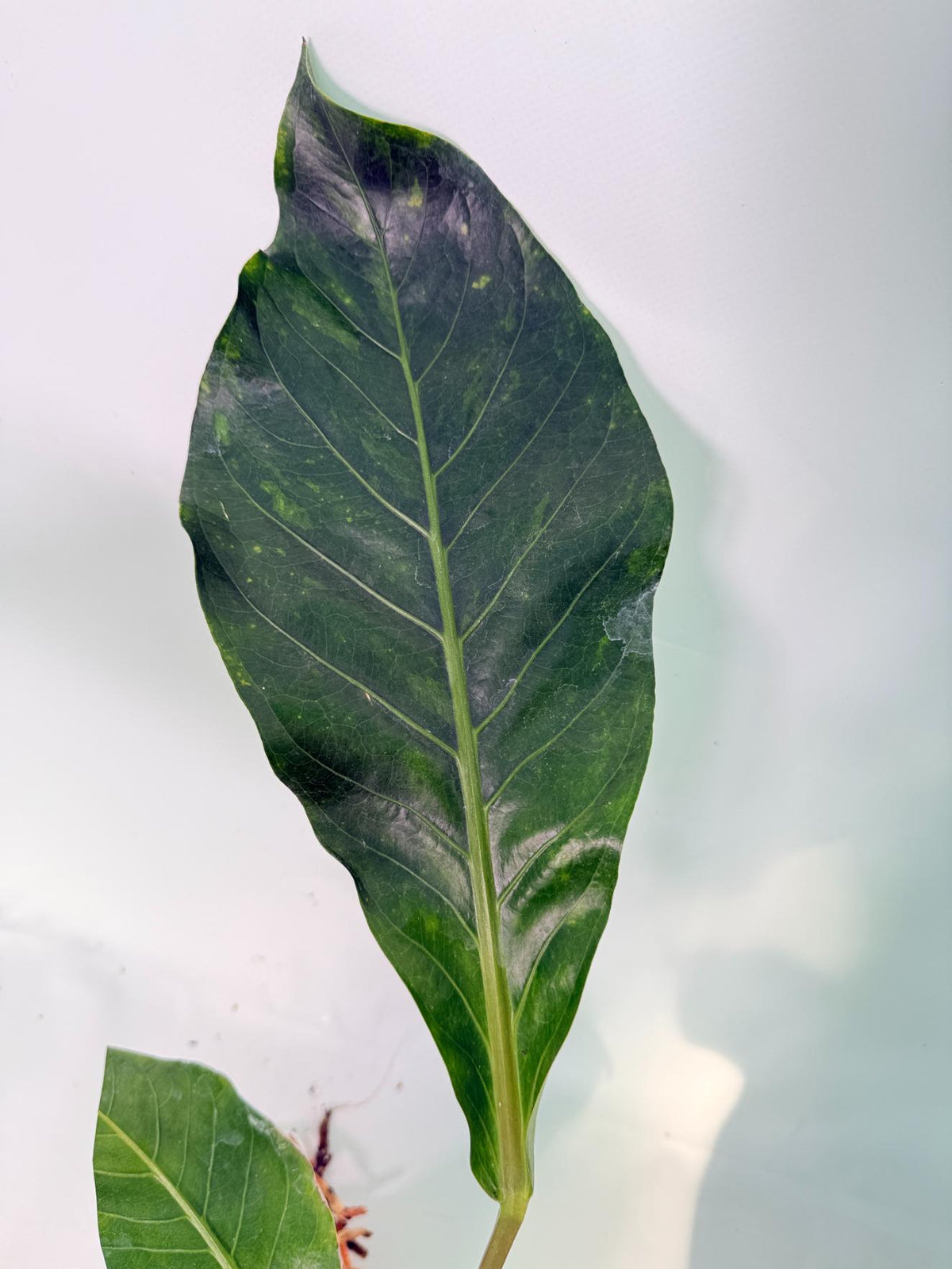 Anthurium hookeri variegato XL 08