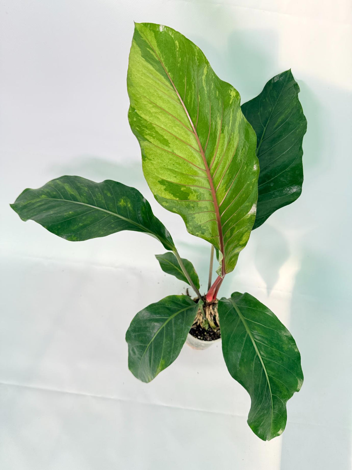 Anthurium hookeri variegato XL 10